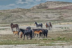Michael Schertz Prints: Wild horses in west desert of Utah