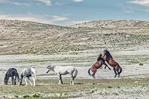 Wild horses in west desert of Utah