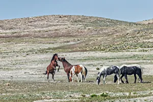 Michael Schertz Prints: Wild horses in west desert of Utah