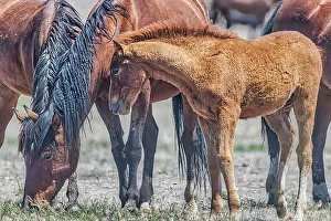 Michael Schertz Prints: Wild horses in west desert of Utah