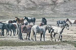 Michael Schertz Prints: Wild horses in west desert of Utah