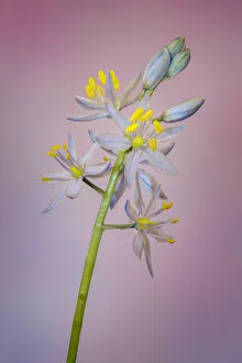 Wild hyacinth or Atlantic camas