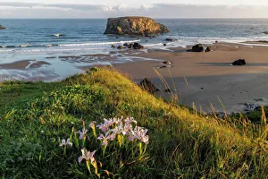 Pacific Coast Prints: Wild iris with Table Rock at Bandon, Oregon, USA