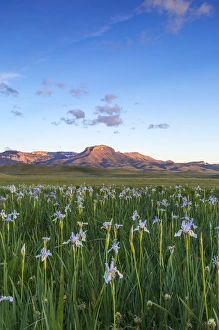 Ear Mountain Prints: Wild iris wildflowers in grasslands along the Rocky Mountain Front near Choteau, Montana