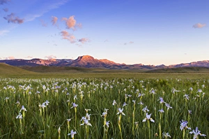 Wild iris wildflowers in grasslands along the Rocky Mountain Front near Choteau, Montana