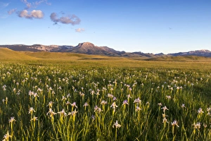 Images Dated 15th June 2012: Wild iris wildflowers in grasslands along the Rocky Mountain Front near Choteau, Montana