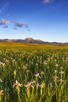 Images Dated 15th June 2012: Wild iris wildflowers in grasslands along the Rocky Mountain Front near Choteau, Montana