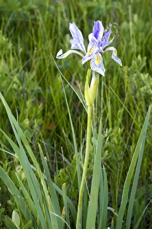 Images Dated 16th June 2011: Wild iris wildflowers in the Sun River WMA near Augusta, Montana, USA