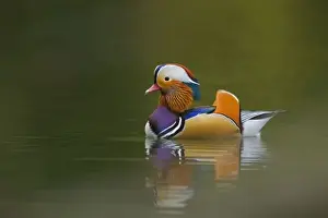 Mandarin Prints: Wild Mandarin Duck (Aix galericulata) on dark green lake, UK
