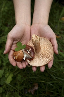 Fungi Gallery: Wild mushrooms picked up in the forest in Kemeri National Park. Lativa