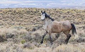 Mustang Prints: Wild mustang