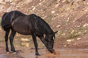 Mustang Prints: Wild mustang horse at water hole in the Bighorn National Recreation Area, Montana, USA