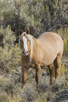 Nature Prints: Wild mustang stallion