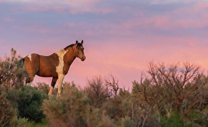 Territorial Prints: Wild mustang stallion looks over his territory at dusk