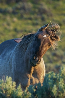 Funny Prints: Wild mustang stallion sharing a funny face