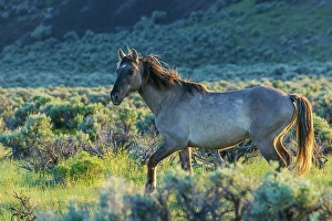 Mustang Prints: Wild mustang stallion taking a closer look