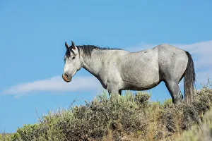 High Desert Prints: Wild mustang stallion. USA, Colorado