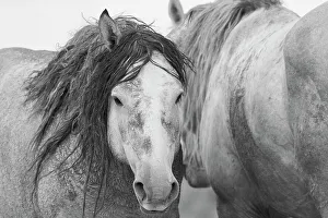 Mustang Prints: Wild mustang stallions