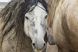 Mustang Prints: Wild mustang stallions