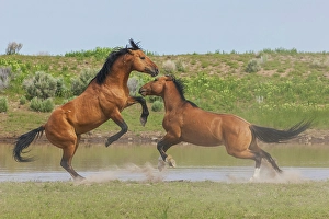 Fierce Prints: Wild mustang stallions battle as their bands come together at a water hole