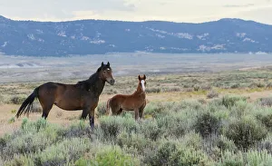 Mustang Prints: Wild mustangs, mare and colt. USA, Colorado