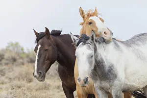 Mustang Prints: Wild mustangs resting