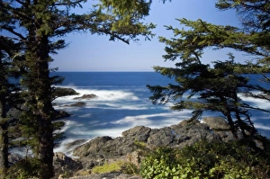 Ucluelet Prints: Wild Pacific Trail, Ucluelet, Vancouver Island, British Columbia