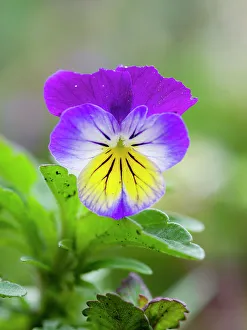 Prints of Wild pansy. Germany Images Dated 2022 June: Wild pansy. Germany