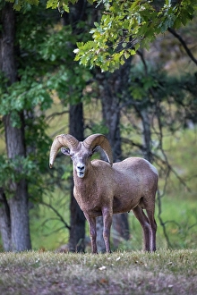 Images Dated 2025: A wild Rocky Mountain Bighorn sheep ram stares onward