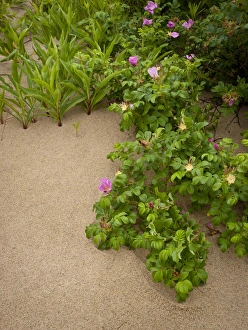 Wild rose, Cape Cod, MA