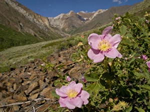 Wild rose, McGee Creek area, Eastern Sierras, California
