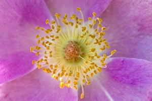 Images Dated 14th October 2017: Wild Rose, Rosa acicularis, Palouse region of eastern Washington
