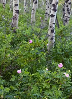 Wild rose wildflowers in aspen grove in Glacier National Park, Montana, USA