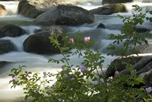 Images Dated 4th November 2005: Wild roses along the bank of Slough Creek in Yellowstone National Park, Wyoming