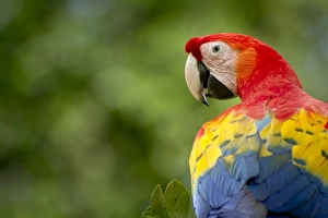 Macaw Prints: wild scarlet macaw, rainforest, Costa Rica