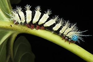 Wild Silk Moth Caterpillar (Saturniidae), Yasuni National Park, Amazon Rainforest, ECUADOR