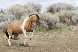 Mustang Prints: Wild stallion, dominance display
