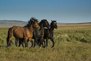 Mustang Prints: Wild stallions of Onaqui Herd graze along Pony Express Byway near Dugway
