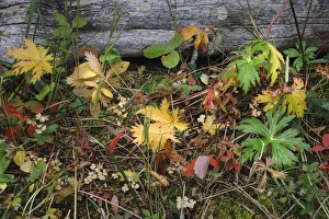 Forest Floor Prints: Wild strawberry on forest floor in autumn, Yellowstone National Park, Wyoming