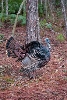 Plumage Prints: Wild turkey