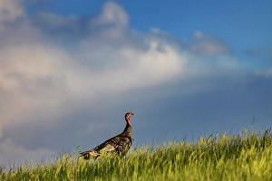 Prints of Wild turkey hen in Theodore Roosevelt National Park, North Dakota, USA. (Editorial Use Only) Images Dated 2024 September: Wild turkey hen in Theodore Roosevelt National Park