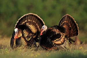 Images Dated 19th October 2007: Wild Turkey, Meleagris gallopavo, males displaying, Lake Corpus Christi, Texas, USA