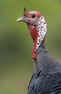 Back Yard Prints: Wild Turkey, Meleagris gallopavo, male, Lake Corpus Christi, Texas, USA