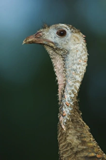 Farm Land Prints: Wild Turkey, Meleagris gallopavo, female, Willacy County, Rio Grande Valley, Texas, USA