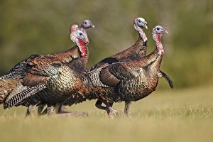 Beard Prints: Wild Turkey (Meleagris gallopavo) male