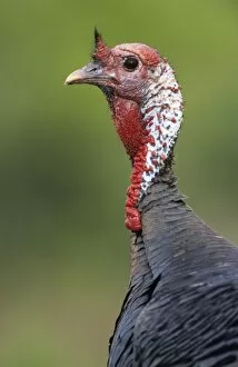 Images Dated 19th October 2007: Wild Turkey, Meleagris gallopavo, male, Lake Corpus Christi, Texas, USA