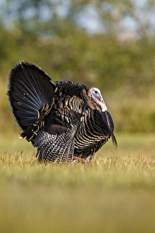 Beard Prints: Wild Turkey (Meleagris gallopavo) male strutting