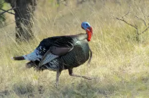 Plumage Prints: Wild Turkey tom (Meleagris gallopavo) in spring breeding plumage in Arizona highlands