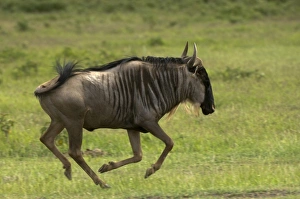 Amboseli Prints: Wildebeest at Amboseli National Park, Kenya
