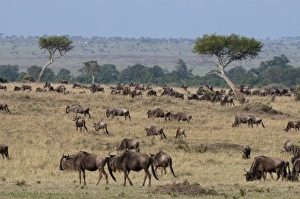 National Reserve Prints: Wildebeest (Connochaetes taurinus), Masai Mara, Kenya